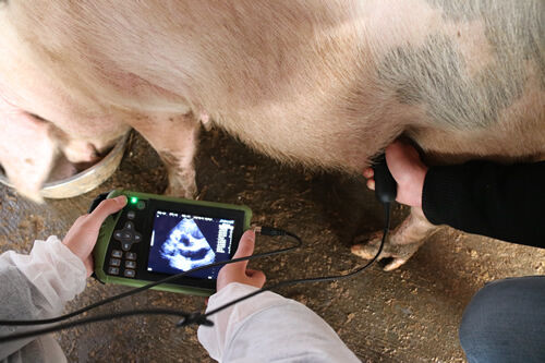 Portable Veterinary Ultrasound Scanner